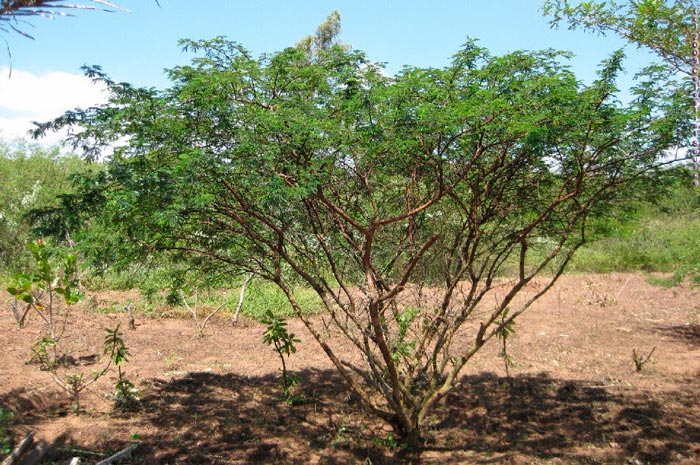 Mimosa tenuiflora