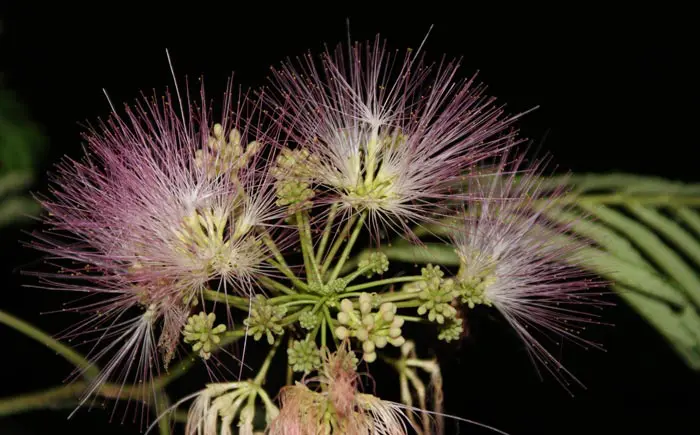 Mimosa Bloom