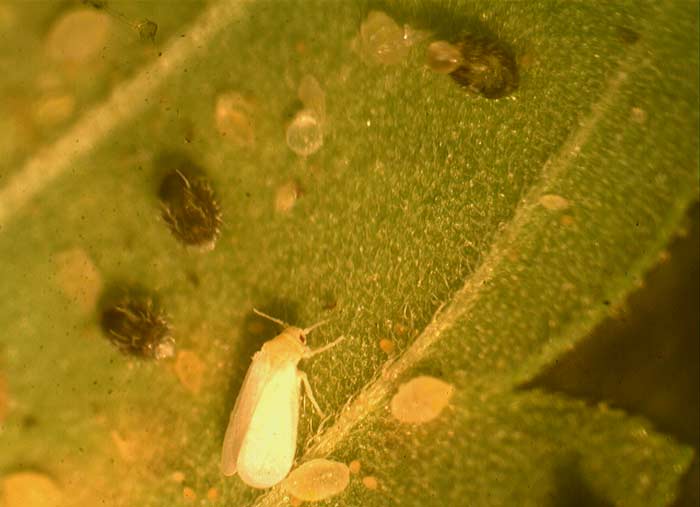 Los homópteros como las moscas blancas y los pulgones son temidos en la agricultura por los daños indirectos que causan, son los vectores de dispersión de enfermedades como los virus, bacterias y otros microorganismos dañinos.