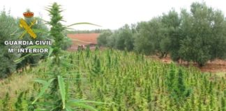 La Audiencia cuestiona el método de la Subdelegación del Gobierno para analizar las plantas de marihuana incautadas