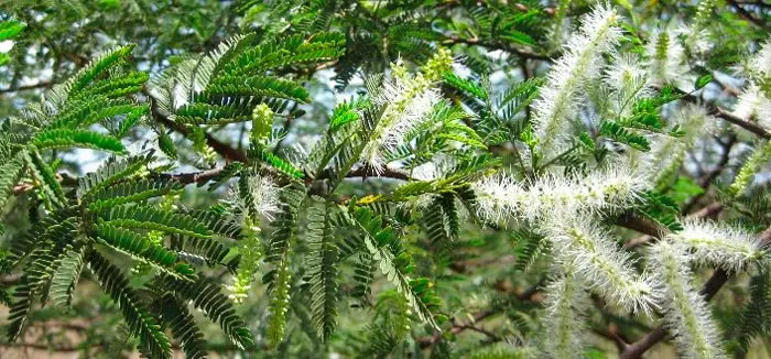 mimosa hostilis