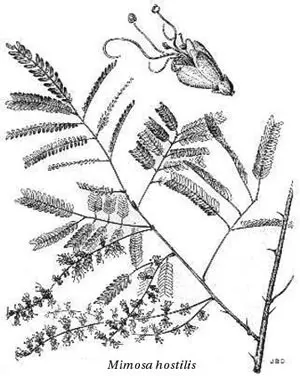 mimosatenuiflorabn