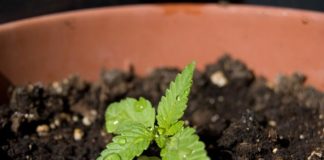 La mitad de los estadounidenses, a favor de legalizar la marihuana