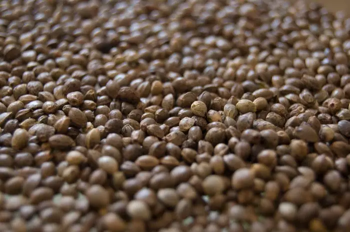 Germinación y primeros pasos de un cultivo de marihuana