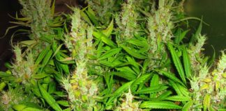 Chile plantará 7 mil semillas de marihuana para uso médico