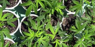 ¿Qué efectos medicinales tiene realmente la marihuana?