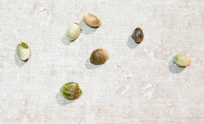 Diferentes estados de la germinaci&oacute;n de semillas de cannabis