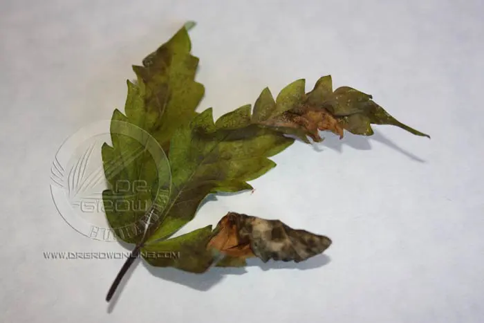 Las necrosis foliares adem&aacute;s de da&ntilde;ar las c&eacute;lulas fotosint&eacute;ticas aumentan la traspiraci&oacute;n del vegetal. Esto hace que en condiciones  de elevada temperatura o radiaci&oacute;n solar se deshidraten. La perdida de hojas repercute directamente en la producci&oacute;n final.