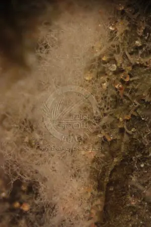 Micelio desarroll&aacute;ndose sobre el env&eacute;s. La muestra, hoja+pat&oacute;geno, se incub&oacute; en condiciones controlada de laboratorio durante varios d&iacute;as. La ausencia de luz fue determinante para el desarrollo som&aacute;tico del pat&oacute;geno.