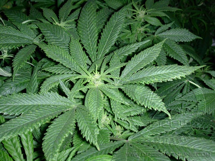 Los virus utilizan la maquinaria gen&eacute;tica de las plantas para su multiplicaci&oacute;n; esta manipulaci&oacute;n a su antojo implica serios cambio en las funciones y estructuras de las c&eacute;lulas, dando lugar a las t&iacute;picas mutaciones. En la foto un aplanta afectada por un virus (desconocemos el tipo) que se propaga por trasmisi&oacute;n mec&aacute;nica, es decir durante los esquejados. 