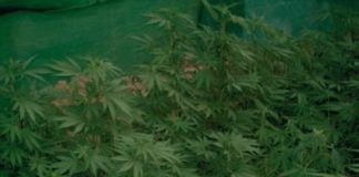 Otoño, comienza la guerra de la marihuana en Euskadi