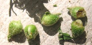 semillas cannabis inmaduras