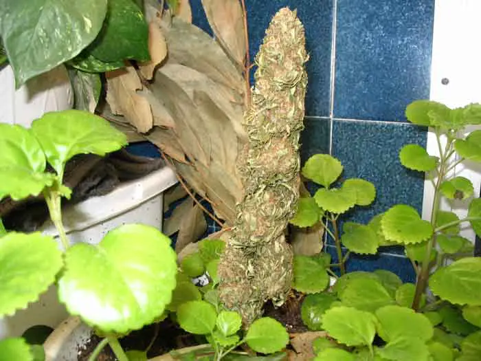 Ocultación y Camuflaje