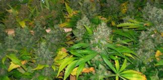 México legaliza la marihuana con fines recreativos