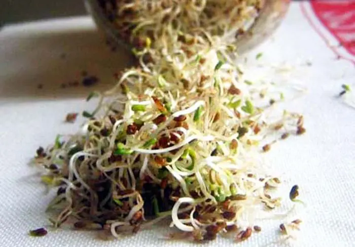 Germinado de semillas