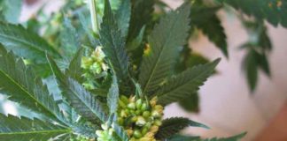 Marihuana podría cotizar en la bolsa