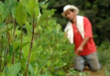 Substituir la coca con cultivos de cannabis medicinal Substituir la coca con cultivos de cannabis medicinal