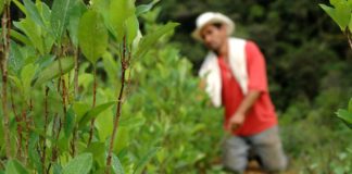 Substituir la coca con cultivos de cannabis medicinal