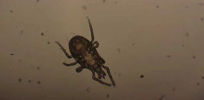 Síntomas de Oidio en cannabis, especie Sphaerotheca macularis. La masa miceliar en el haz de la hojas nos indica su presencia.
