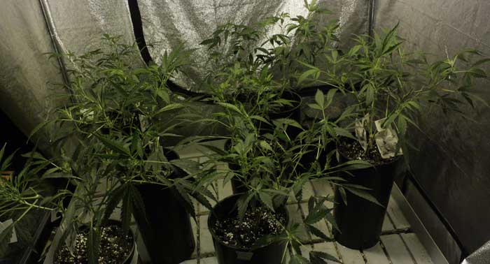 En la foto un cultivo de interior con protección activa contra las arañas rojas y otras plagas del cannabis. 