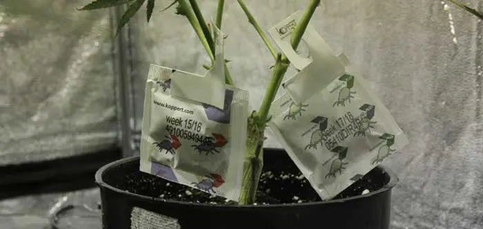 La desinfecci&oacute;n de las instalaciones y utensilios de trabajo, como las macetas, bandejas, tijeras, conductos de riego,  etc. con agua caliente y lej&iacute;a reduce dr&aacute;sticamente las incidencias de la Fusariosis del cannabis. En la foto, esporas de Fusarium vistas a microscopio x1000. 