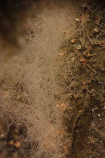 Micelio blanco del Oidio Sphaerotheca macularis creciendo sobre una hoja. Vista microscópica x40.
