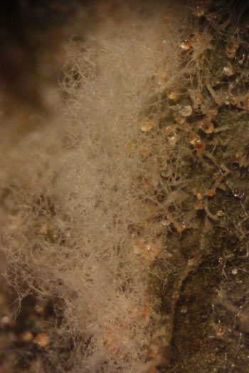 Micelio blanco del Oidio Sphaerotheca macularis creciendo sobre una hoja. Vista microsc&oacute;pica x40.
