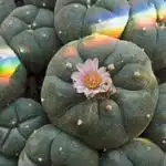 Peyote y otros cactus psicod&eacute;licos
