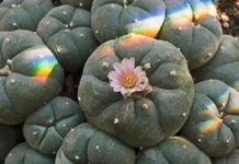 Peyote y otros cactus psicodélicos