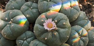 Peyote y otros cactus psicod&eacute;licos