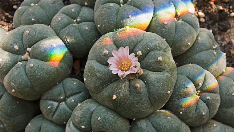 Peyote y otros cactus psicodélicos