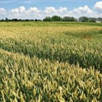 Una agricultura sin residuos químicos Una agricultura sin residuos químicos