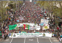 Un 55% de los argentinos está de acuerdo la legalización del cannabis Un 55% de los argentinos está de acuerdo la legalización del cannabis