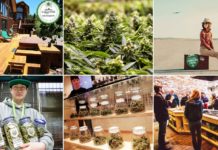 ¿Cómo conseguir cannabis como turista en Europa? ¿Cómo conseguir cannabis como turista en Europa?