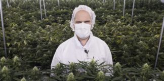 La amenaza de pesticidas en la marihuana obliga a los estados donde es legal a actuar