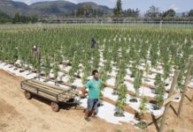 Aseguran que la industria del cannabis generaría casi 10.000 millones de dólares en Latinoamérica marihuana