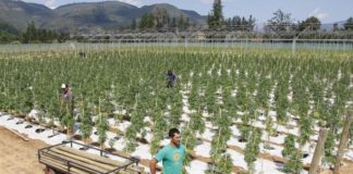 marihuana