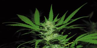 Argentina: Autorizan el uso de remedios a base de marihuana