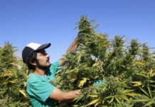 Fundación Daya cambia de socios por restricciones al suministro de cannabis Fundación Daya cambia de socios por restricciones al suministro de cannabis