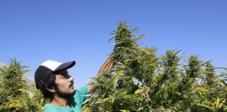 Fundaci&oacute;n Daya cambia de socios por restricciones al suministro de cannabis