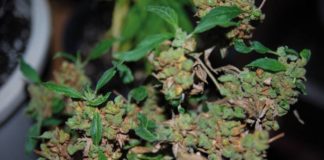 México: Del derecho lúdico al medicinal
