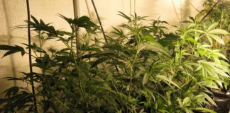 Ingresan en la cárcel por el cultivo ‘indoor’ de marihuana