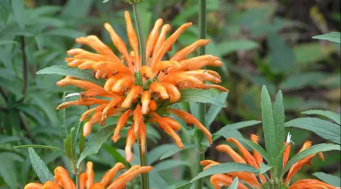 Leonotis leonurus