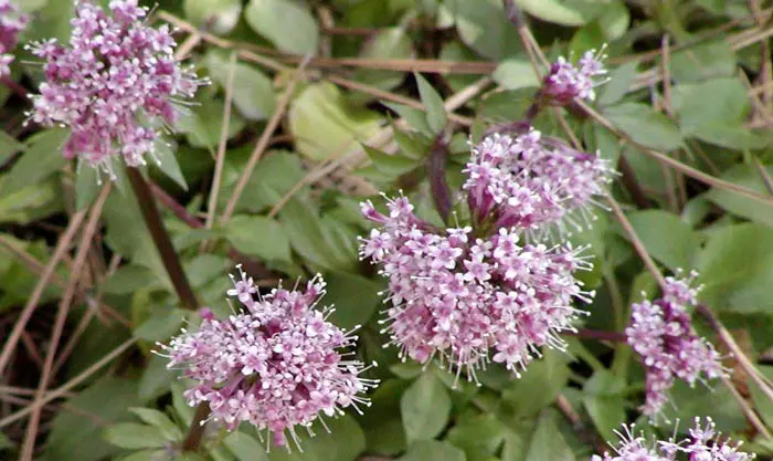Valeriana arizonica