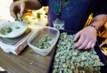 Colas y más colas para comprar marihuana legal en California Colas y más colas para comprar marihuana legal en California