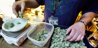 Ya son cinco las CCAA que regulan el uso terapéutico del cannabis