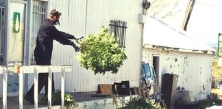 Un policía saca plantas de mariguana de una vivienda en Denver durante un operativo contra su cultivo y venta ilegal realizado el pasado 14 de abril. También fueron allanadas otras casas y bodegas de la zona. Foto: AP