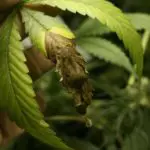 Moho Gris en el cannabis En la foto una hojas con una infección de Moho Gris en el foliolo central. Este síntoma es muy característico de las Botrytis, la infección comienza desde la punta del foliolo para extenderse intercelularmente.