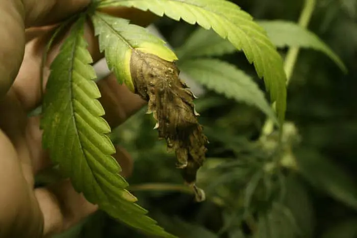 Las enfermedades causadas por hongos no son f&aacute;ciles de reconocer sin un estudio en laboratorio; esto es debido a que los s&iacute;ntomas que causan prestan a la confusi&oacute;n. En la foto una infecci&oacute;n muy leve de Alternaria sp. detectada a tiempo. La aplicaci&oacute;n de Bacillus subtilis ayud&oacute; a frenar el avance de este pat&oacute;geno.  