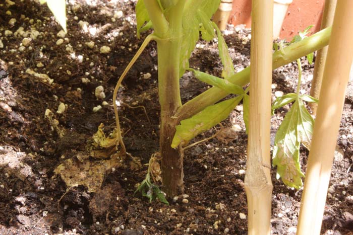 Las Botrytis no sólo causa enfermedades en semilleros, durante la propagación vegetativa y en floración. En determinadas condiciones puede causar chancros como se ve en la foto. Obsérvese el micelio gris en la zona afectada. 